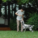 Экономный подход к игре The Dog House Megaways слот