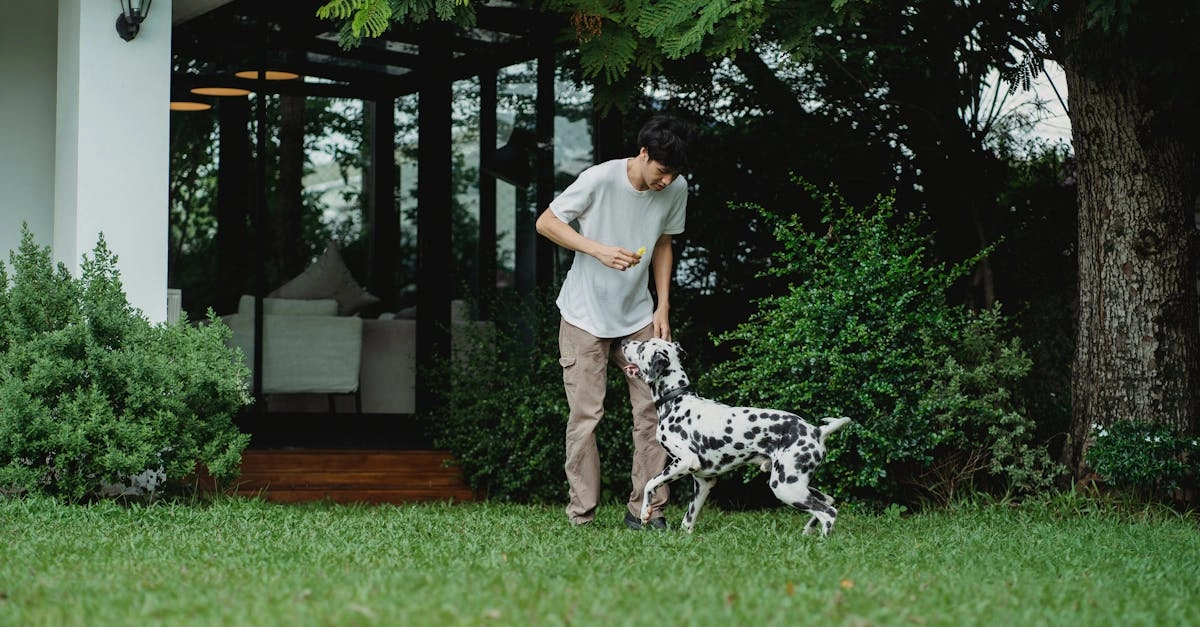 Экономный подход к игре The Dog House Megaways слот