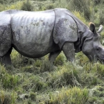 Слот Great Rhino Megaways с расчётливым подходом к игре