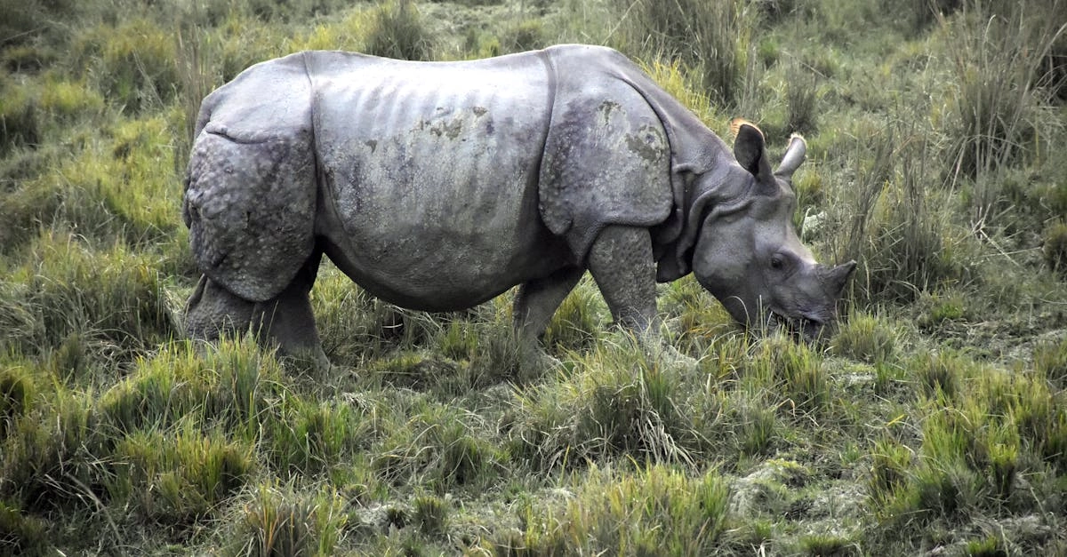 Слот Great Rhino Megaways с расчётливым подходом к игре